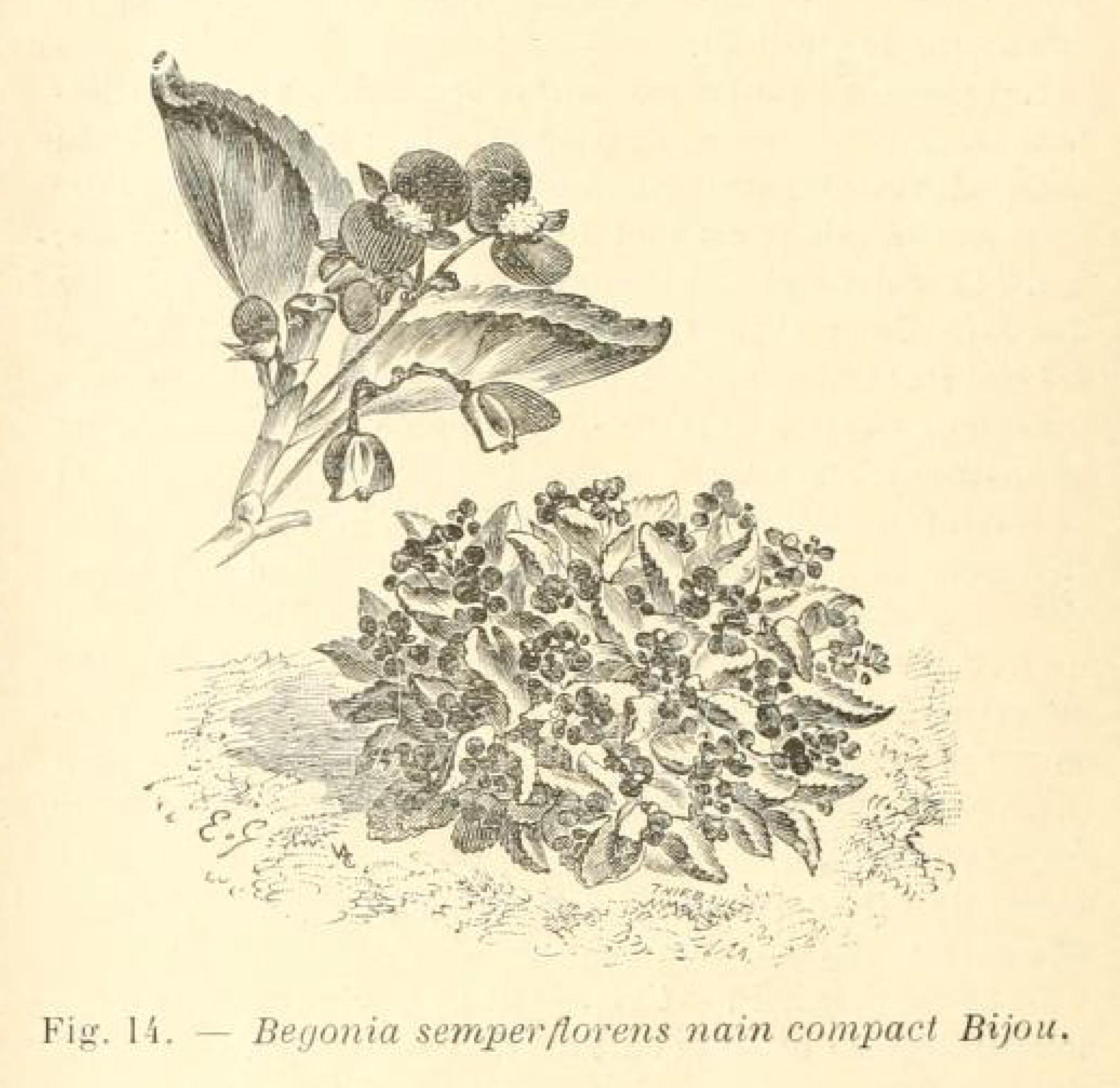 B. ‘Nain Compacta Bijou’